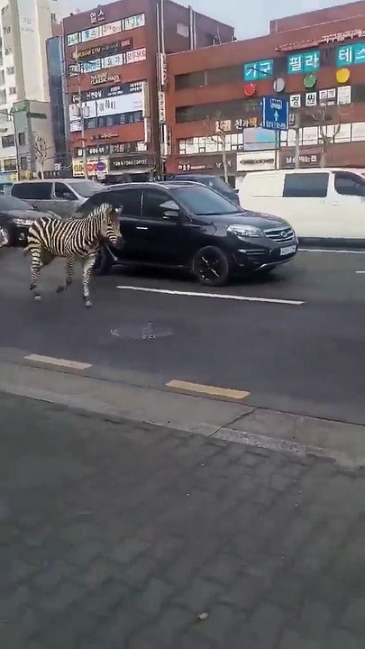 Zebra escapa de zoo e passeia "durante horas" em ruas sul-coreanas