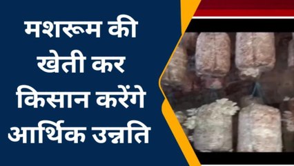 बक्सर: मशरूम की खेती कर हर माह कमा रहे लाखों रुपए