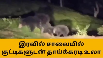கோத்தகிரி: இரவில் சாலையில் குட்டிகளுடன் தாய்க்கரடி உலா!