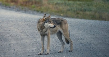 En Savoie, des skieurs filment leur rencontre avec un loup en chasse