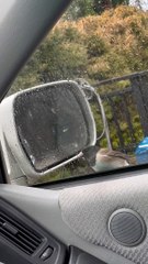Bird Attacks Its Reflection in Car's Side-View Mirror