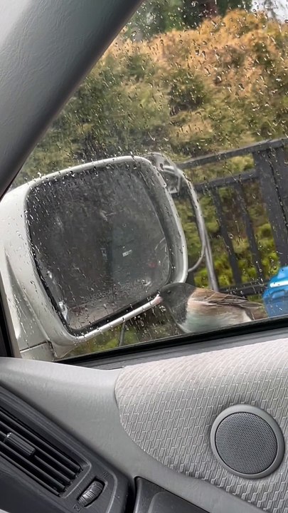 Bird Attacks Its Reflection in Car's Side-View Mirror