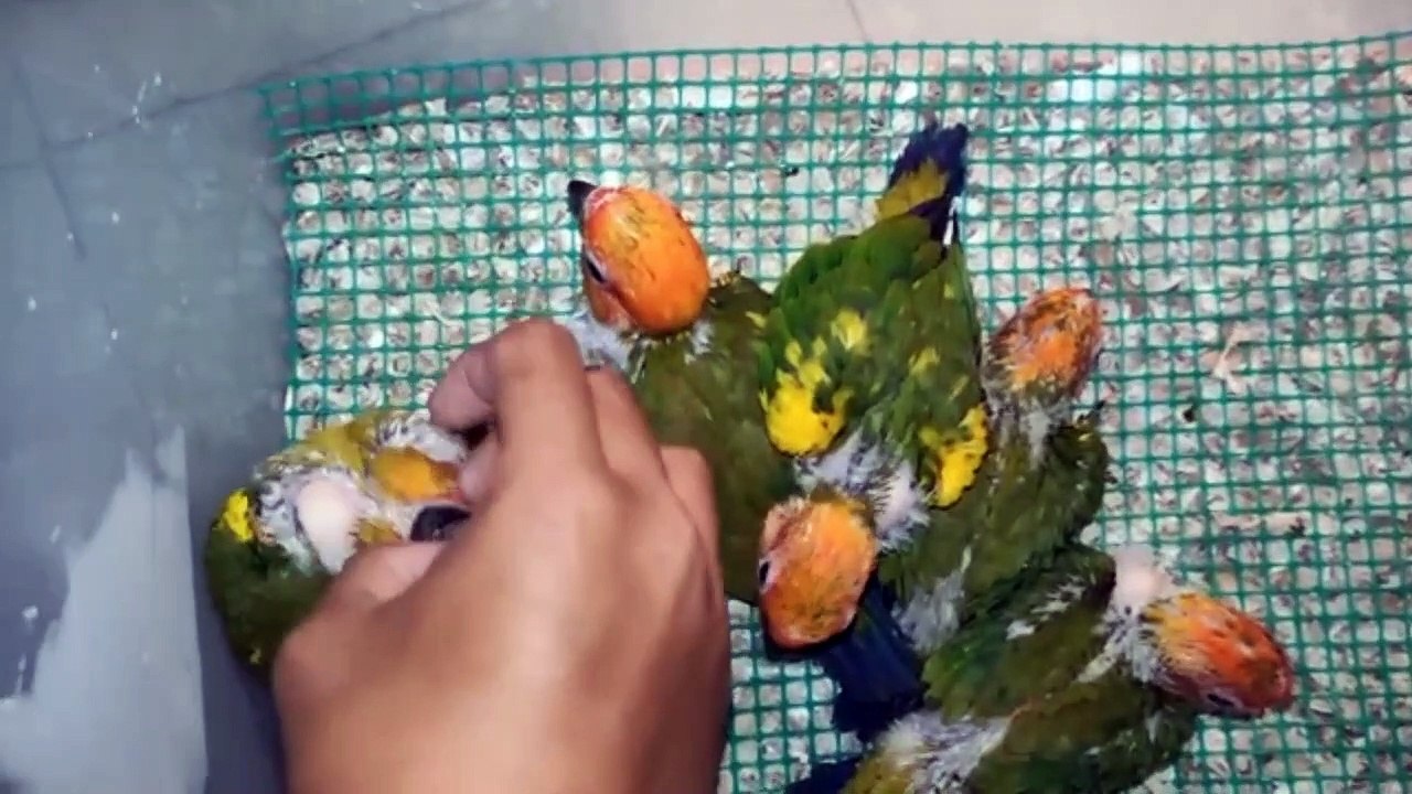 Sunconure
