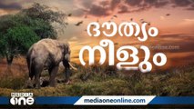 അരിക്കൊമ്പനെ മയക്കുവടി വെക്കുന്നത് തടഞ്ഞ ഹൈക്കോടതി വിധിക്കെതിരെ നാട്ടുകാരുടെ പ്രതിഷേധം