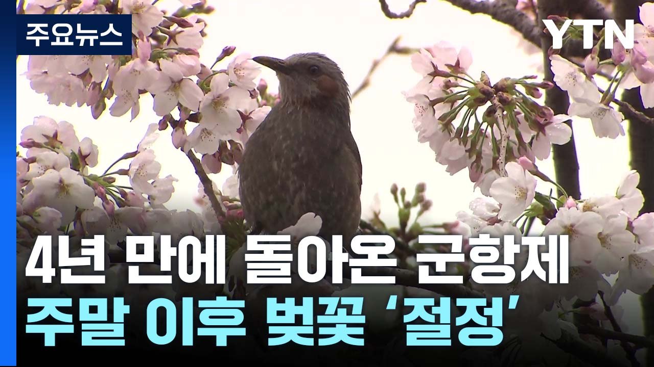 우리나라 최대 벚꽃 축제 군항제...4년 만에 '노 마스크' / YTN