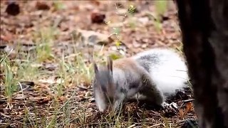 cute squirrel looking for food