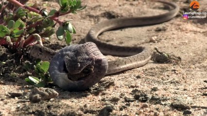 Snake Turns into a Balloon After Stealing Huge Egg