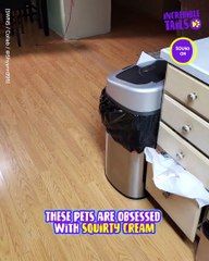 These adorable pets love squirts cream !!!