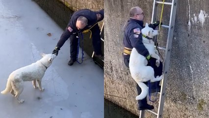 RESCUE MISSION - Heroic firefighters rescue the cutest pup!