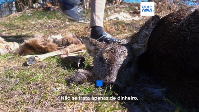 Lobos infernizam vida dos criadores de gado