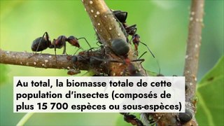 La Terre abrite plus de 20 millions de milliards de fourmis