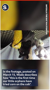 Rescued Bats Continue Recovery With Introduction to Corn on the Cob