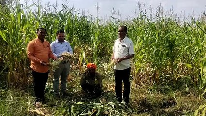 जंगली सूअर कर रही है मक्का की फसल को बर्बाद