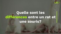 Quelle sont les différences entre un rat et une souris ?