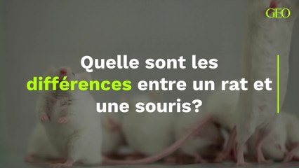 Quelle sont les différences entre un rat et une souris ?