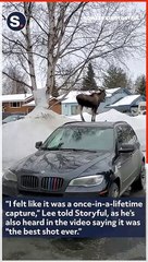 Man Records Optical Illusion of Moose Atop Car