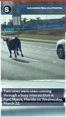 Cows Seen Running Through Busy Road