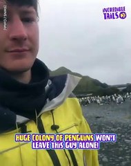I got stalked… by PENGUINS ?!?!