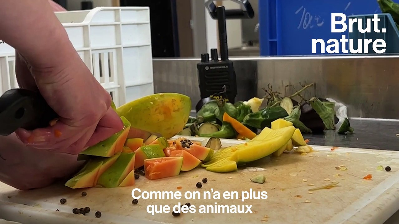 Le refuge animalier La Tanière sauvé par un immense élan de solidarité