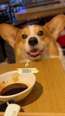 Advanced Guide to Raising Pets Pet Debut Plan Animal Moods