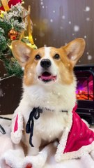 Advanced Guide to Raising Pets Pet Debut Plan