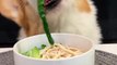 Corgi dog eats cabbage chicken noodle pet debut plan