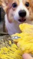 Corgi dog eats puppy moon cake, cute breeder