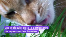 Pourquoi les chats raffolent-ils autant de l’herbe à chat ?