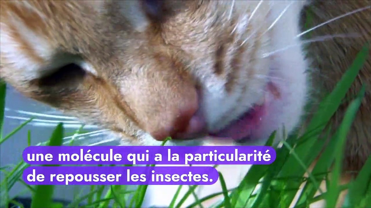 Pourquoi les chats raffolent-ils autant de l’herbe à chat ?