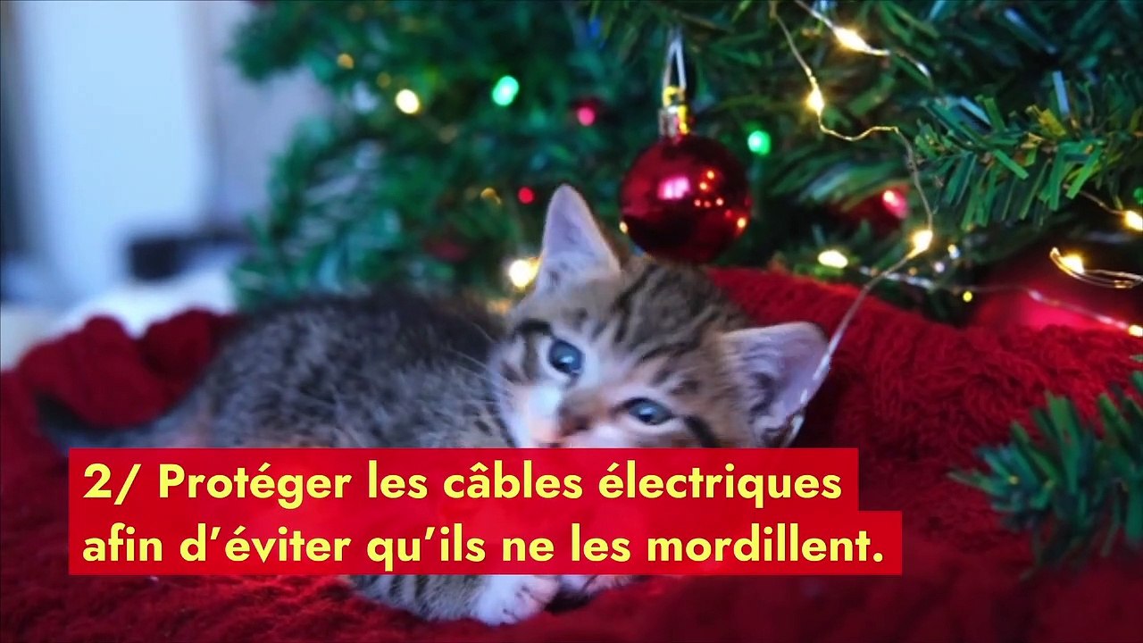 Comment dissuader son animal de s’attaquer au sapin de Noël ?