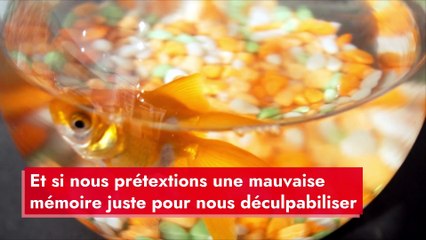 Le poisson rouge a-t-il vraiment la mémoire courte ?