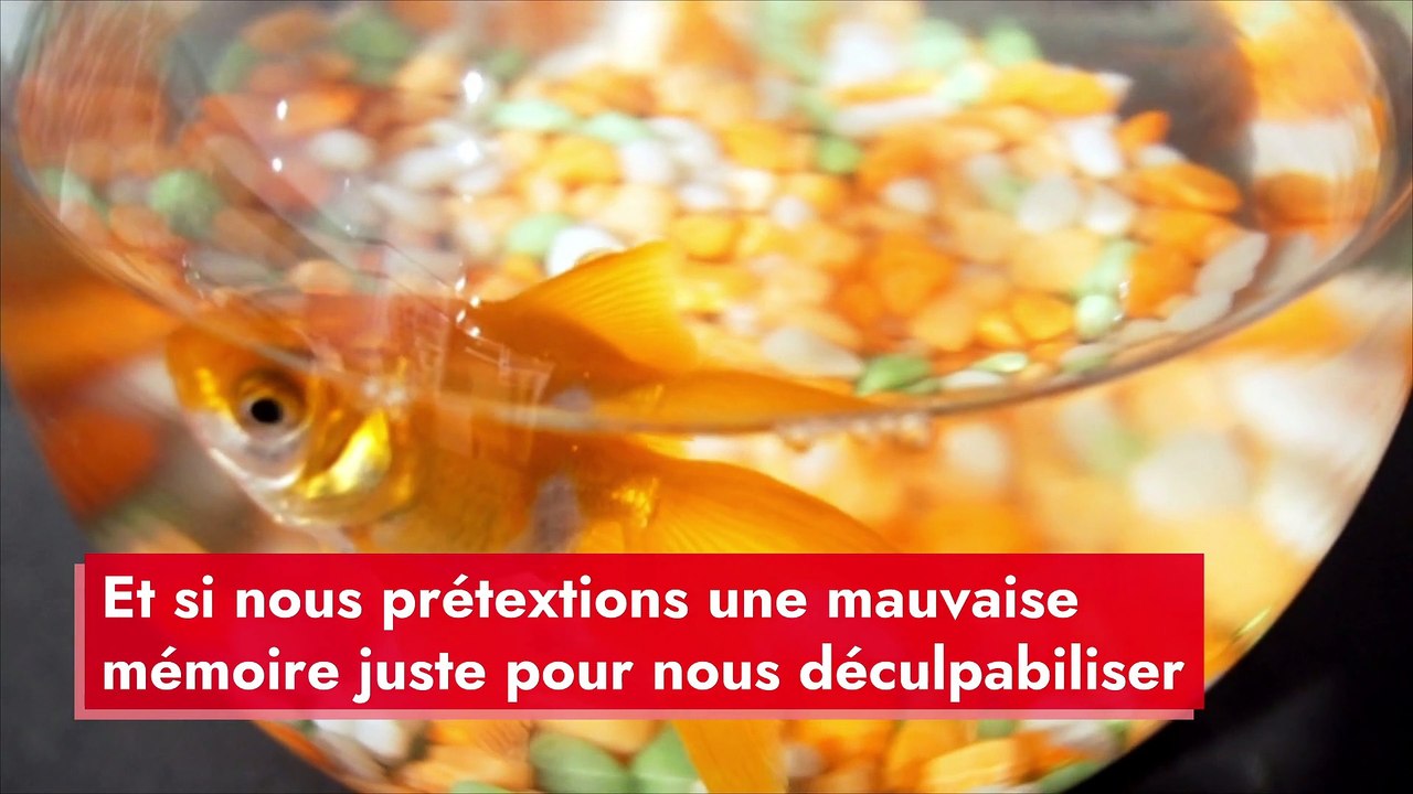 Le poisson rouge a-t-il vraiment la mémoire courte ?