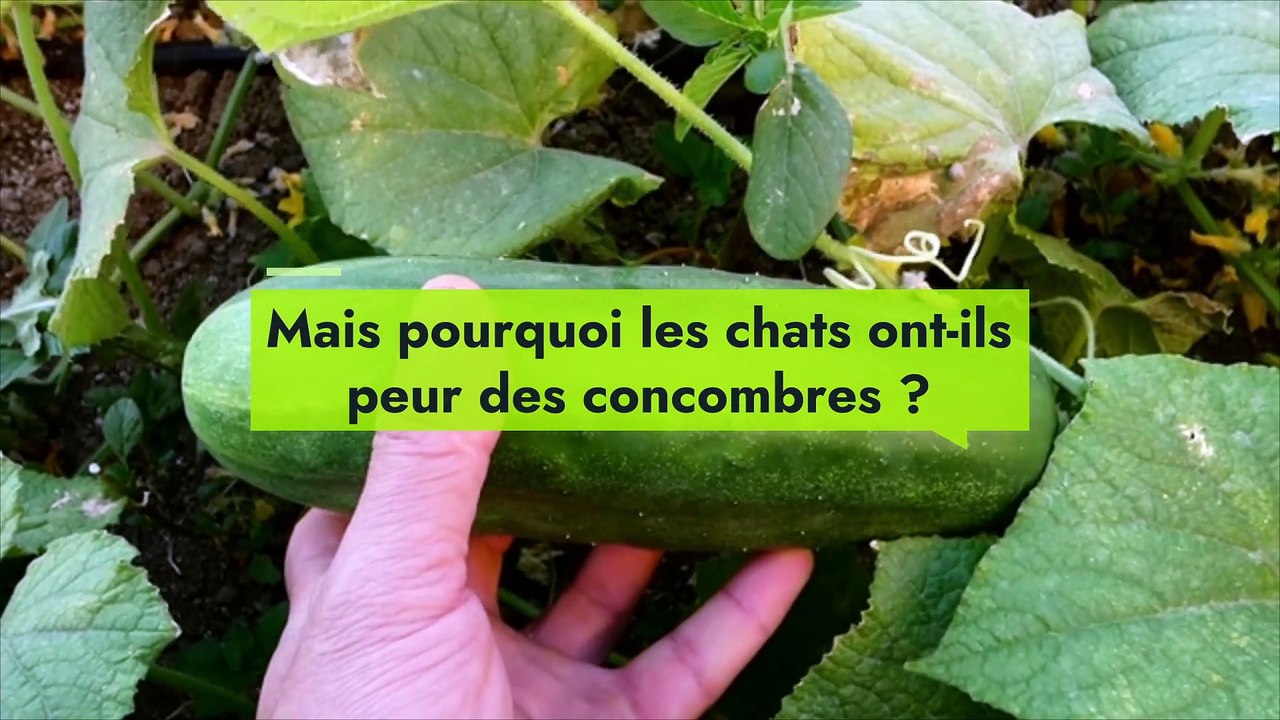 Vidéos buzz : les chats ont-ils vraiment peur des concombres ?