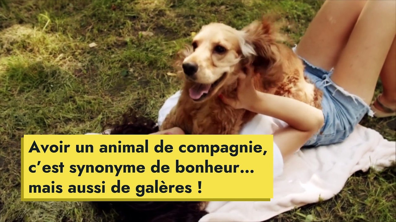 Comment venir à bout des poils d’animaux sur nos vêtements ?