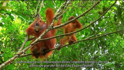 ZOOXXI denuncia la situación de los orangutanes en el Zoo de Barcelona