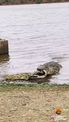 Crocodile Fights and Eats Crocodile