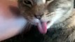 Cat Flicks Tongue When Scratched