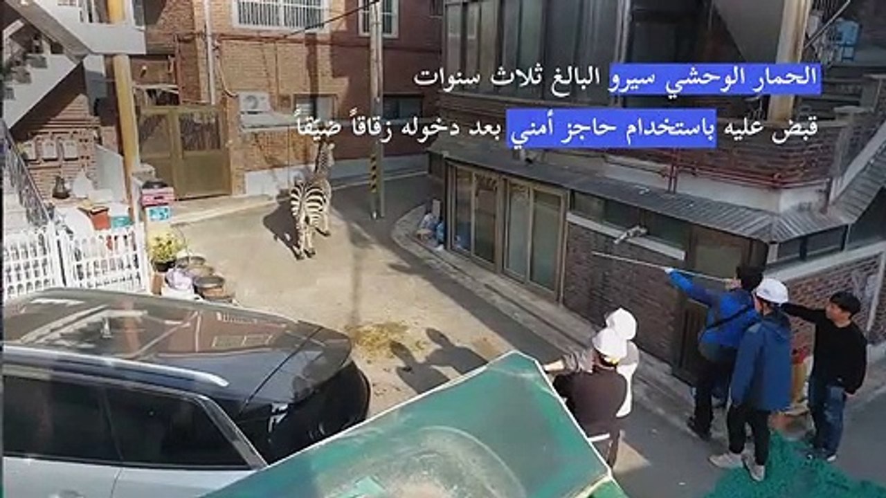 إعادة حمار وحشي إلى حديقة حيوانات في سيول بعد تجوّله لساعات في المدينة