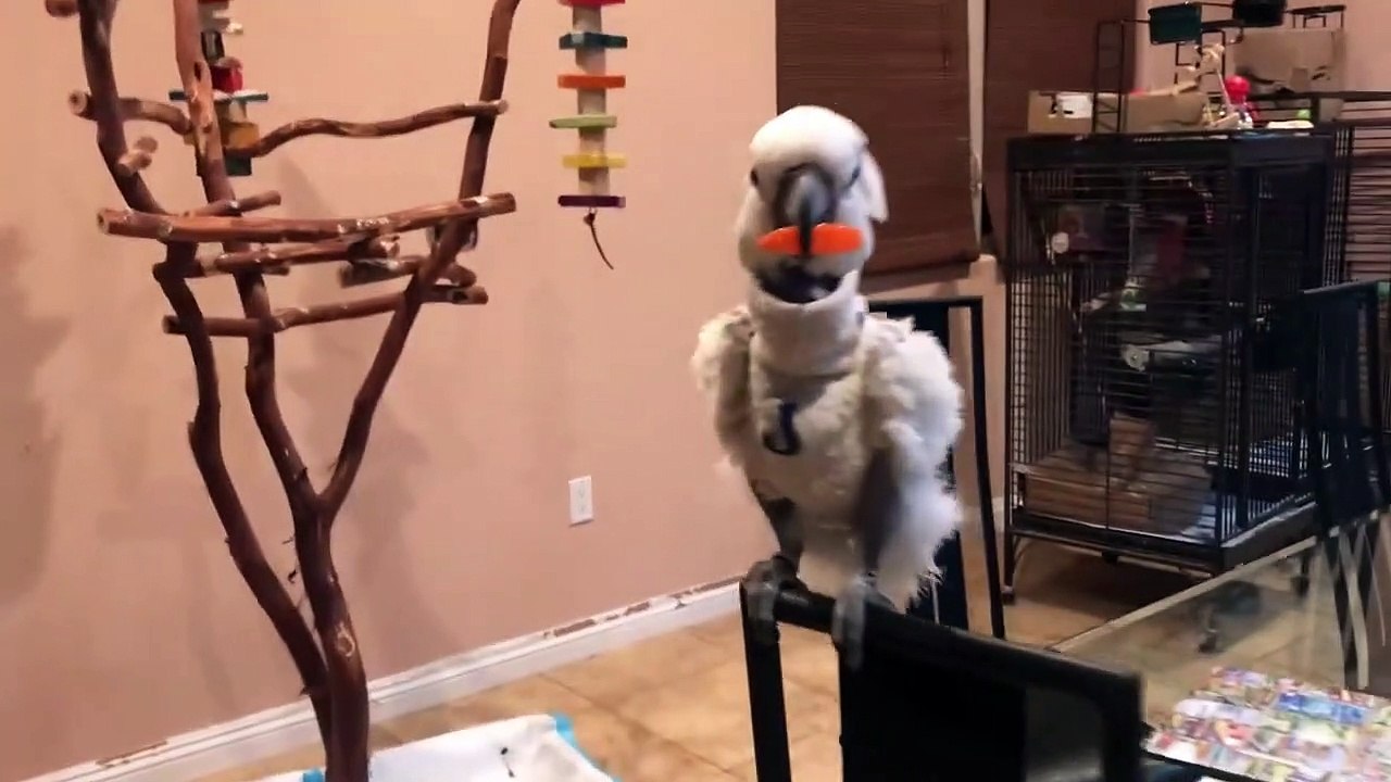funny parrot playing