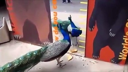 Cat funny moments++ funny animals compilation New 2015