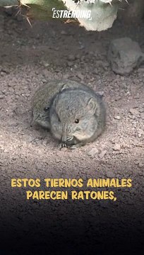 Parecen roedores pero no lo son: las musarañas podrían ser lo más tierno que verás hoy