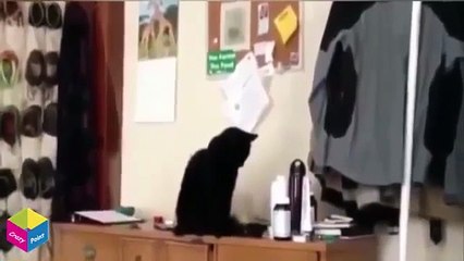 Best Funny Cats New - Video Funny Cat Compilation 2015