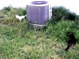 Funny Videos 2015 - Funny Cats Video - Funny Cat Videos Ever - Funny Animals Funny Fails 2015