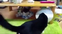 Cats are just the funniest pets ever Try not to laugh