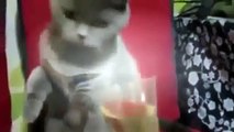 100  CATS VINES - Cats Vine Compilation New April 2015 - Best Vines, Funny, Cute, Kitty, K