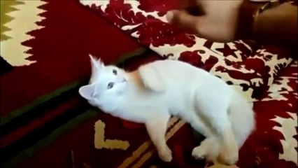 Смешные коты 11  Funny Cat Fails 2014 11