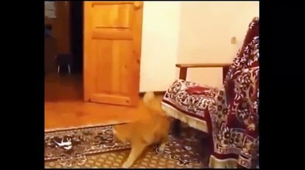 Funny Cat Videos 2015 Compilation   Funny Cats Compilation 2015 Vines