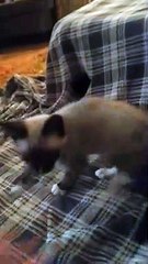 Funny cat vines (cat in side a blanket)