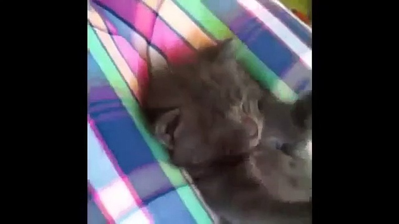 Funniest Cat Vines Compilation 2014