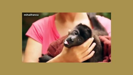 Funny Cute Baby Animals Yawning Compilation 2014 NEW